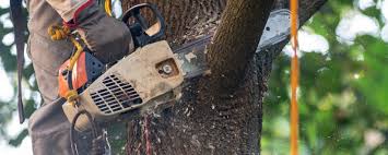 How Our Tree Care Process Works  in  Blanco, TX