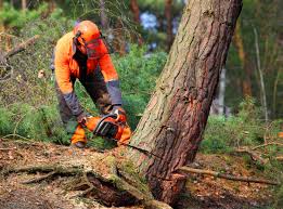 How Our Tree Care Process Works  in  Blanco, TX