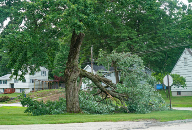 Best Tree Trimming and Pruning  in Blanco, TX