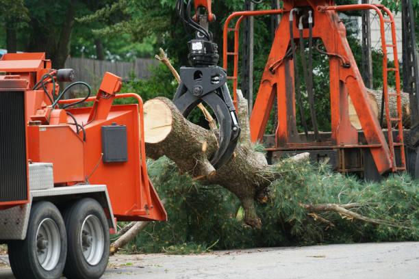 Professional Tree Removal in Blanco, TX