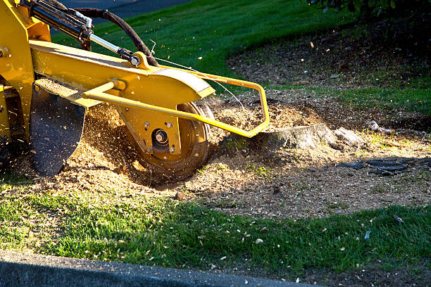 Best Sod Installation  in Blanco, TX